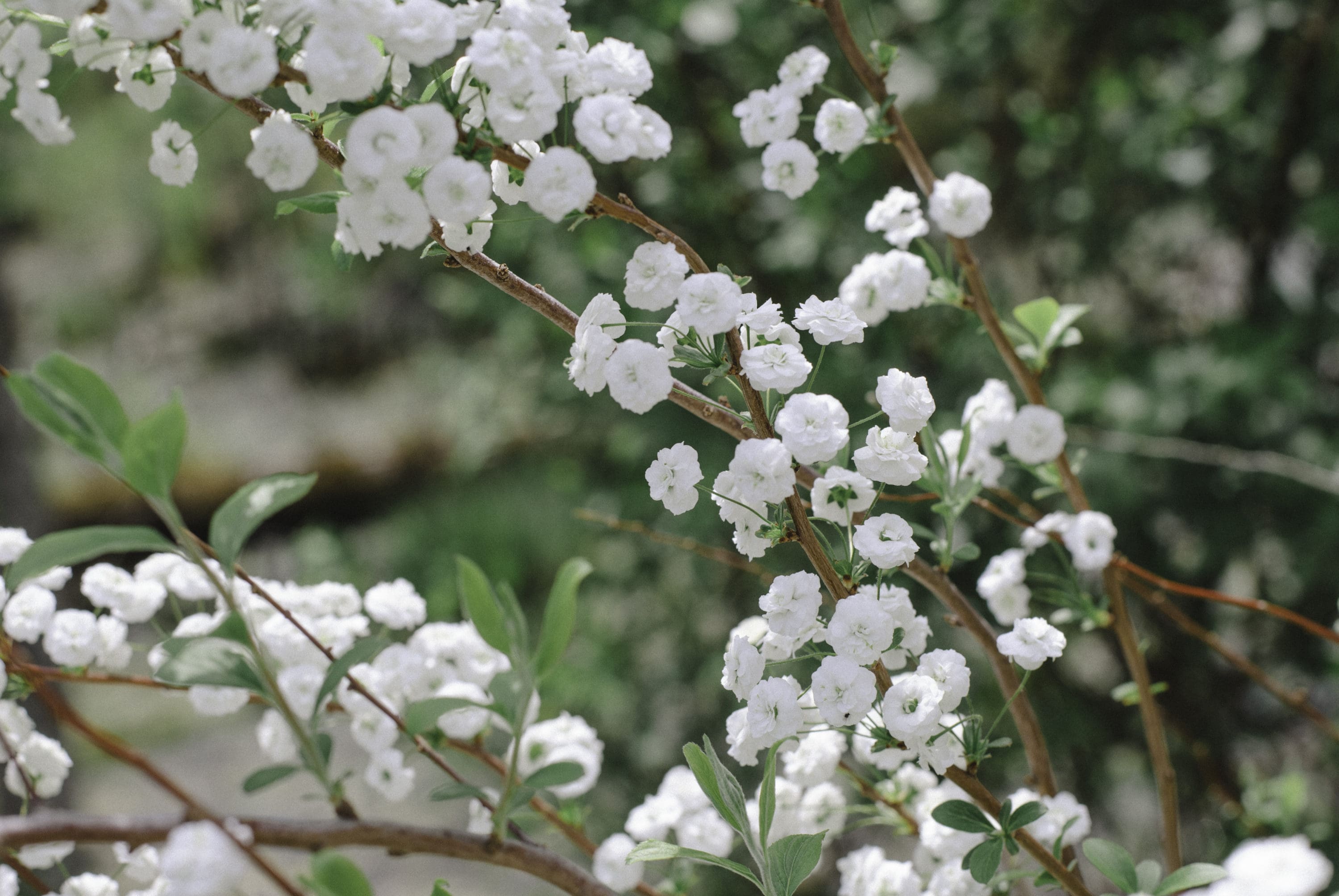 dsc 2195 1 - Reminder of Spring