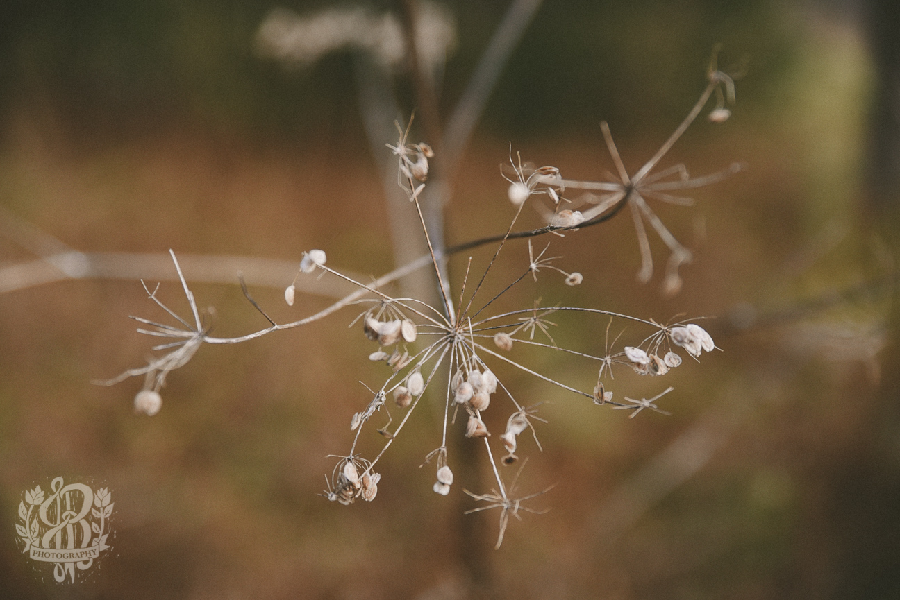 Snowflake Flower